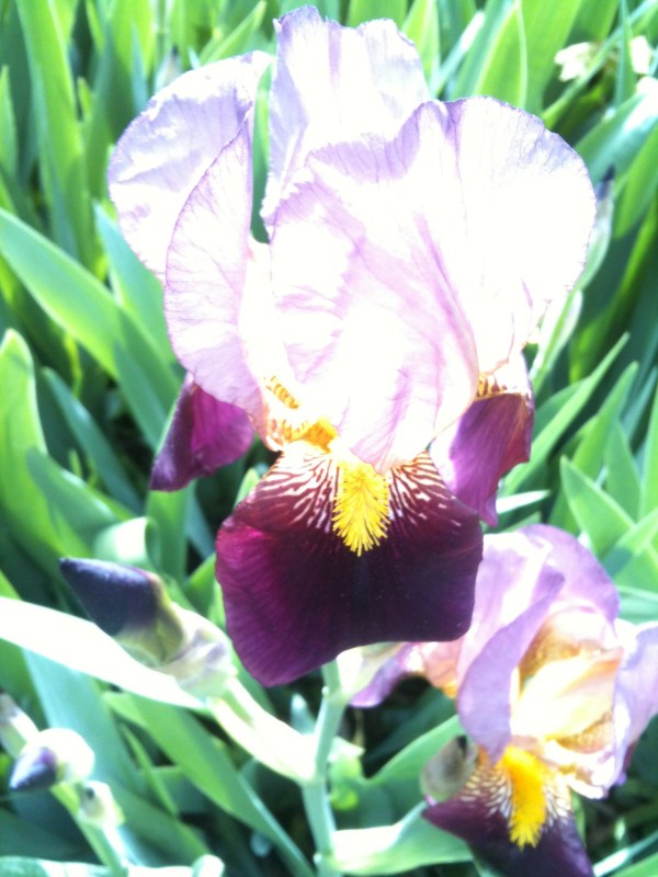 Sunwashed Purple Iris in Kingsbridge, Bronx, New York 