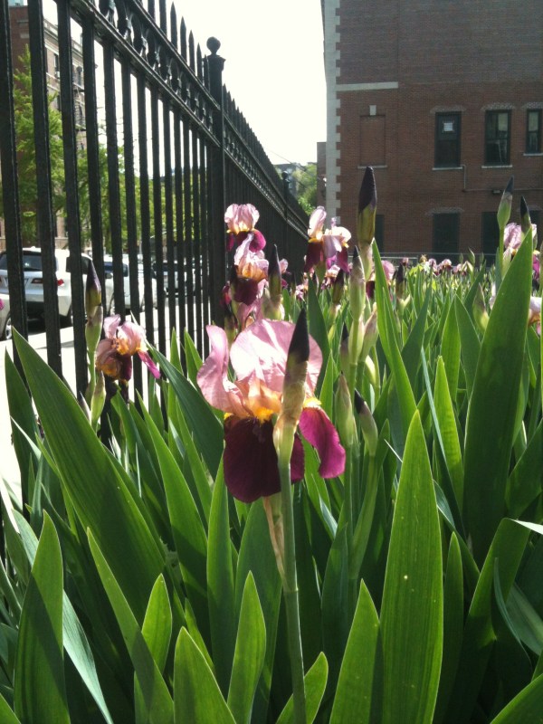 Field of Purple and Yellow Iris blooming in the Northwest Bronx