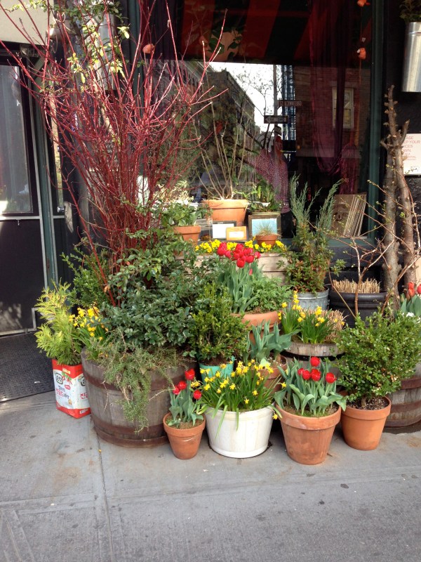 spring-tulips-new-york