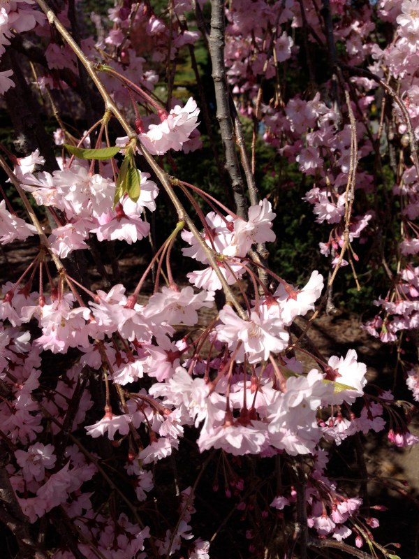 cherry-trees-new-york-botanical-gardens